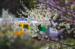 山桜とあすなろ 山桜とあすなろ