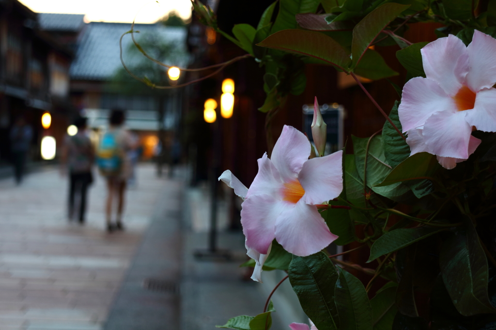 花 ～ひがし茶屋街～