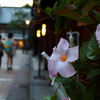 花 ～ひがし茶屋街～