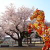 十和田のサクラ I