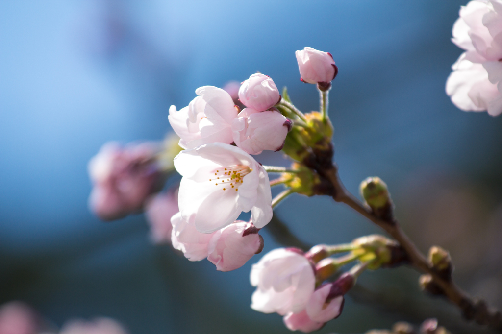 弘前公園外堀の桜