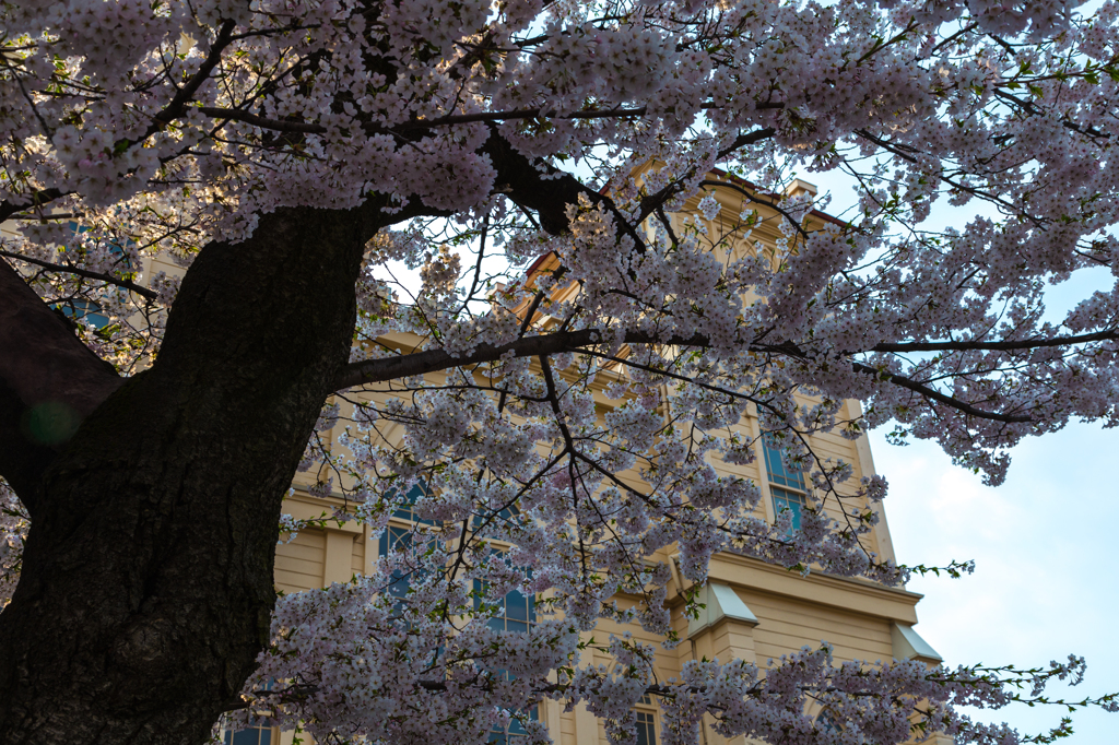 弘前教会の桜