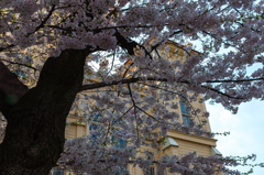 弘前教会の桜 弘前教会の桜