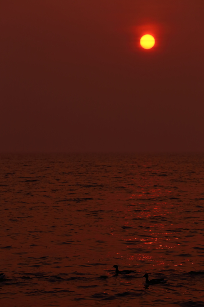 水鳥たちの夕日