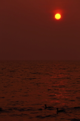 水鳥たちの夕日