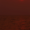水鳥たちの夕日
