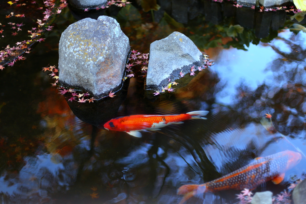 Autumn pond