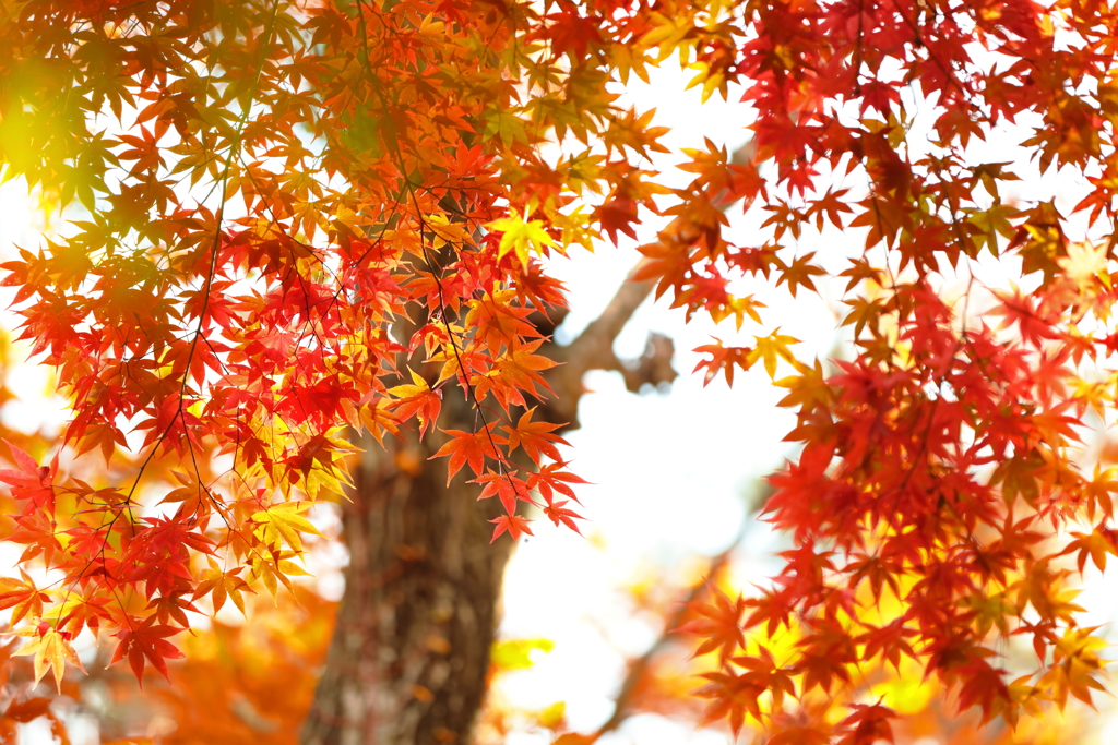 森林公園散歩 II