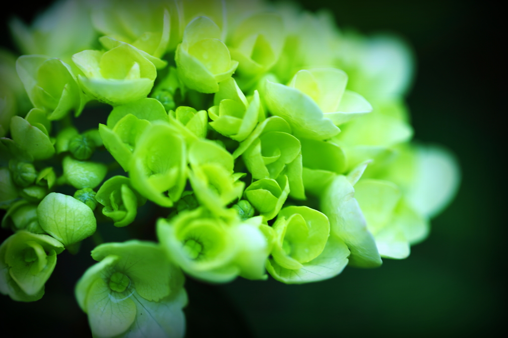 Hydrangea of rain III