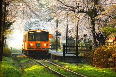 桜の思い出 -桜駅-