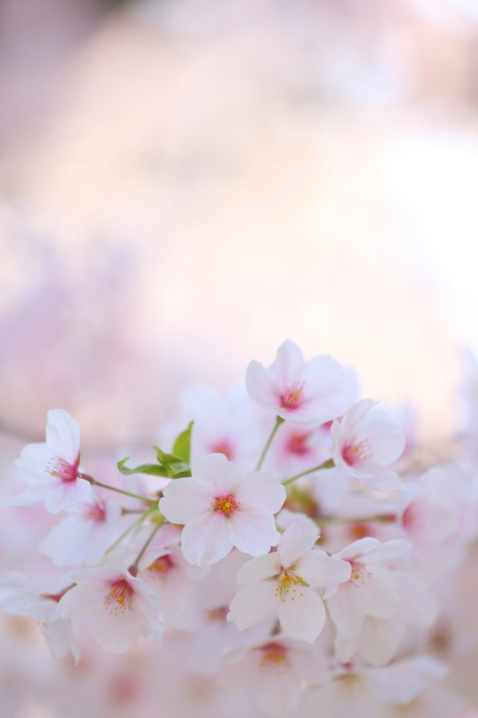 盛岡の桜 III