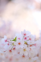 盛岡の桜 III