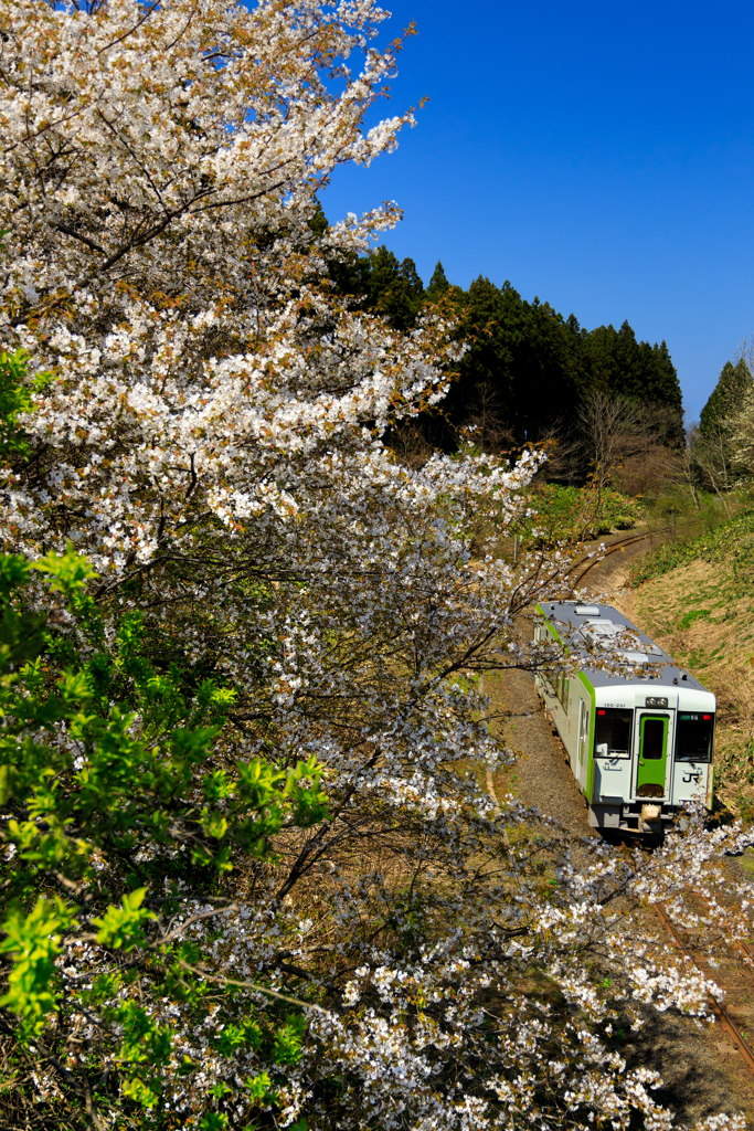 観桜列車 II