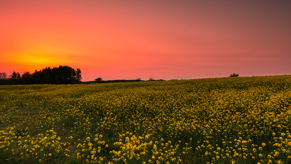 夕霞の菜の花畑