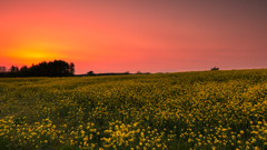 夕霞の菜の花畑