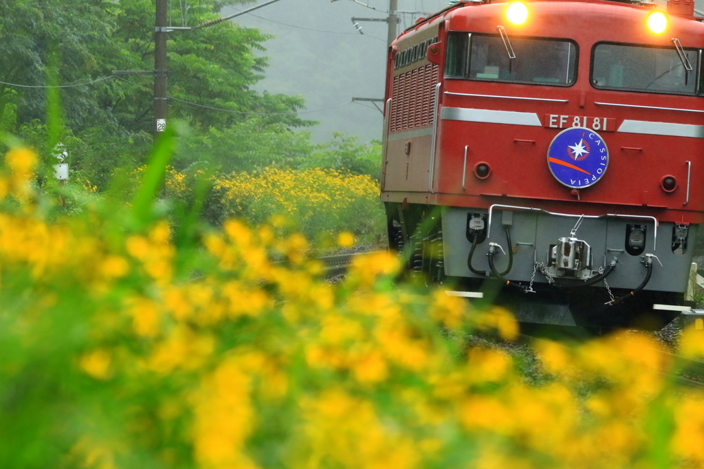 雨のお出迎え III