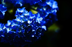 Hydrangea chic I