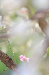 盛岡の桜 II