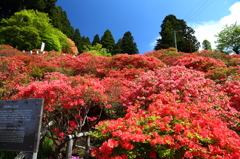天王神社のつつじまつり