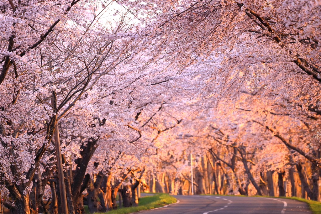 夜明けの桜街道 I