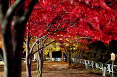 夜もみじ 10