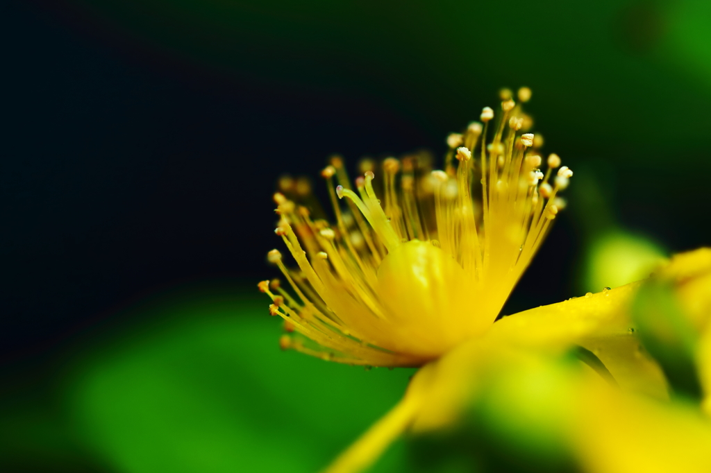 Flowers near X