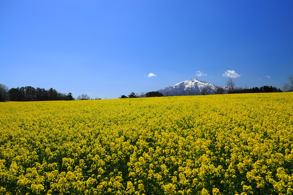 岩木山と菜の花 III