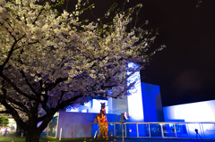 桜に飛びかかるフラワーホース