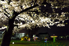 十和田駒街道の桜