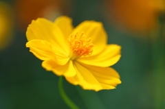 しべもコーディネート