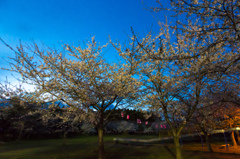 夕闇のいちょう公園にて