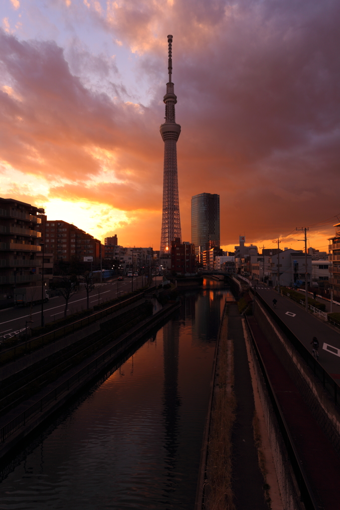 夕暮れツリー I