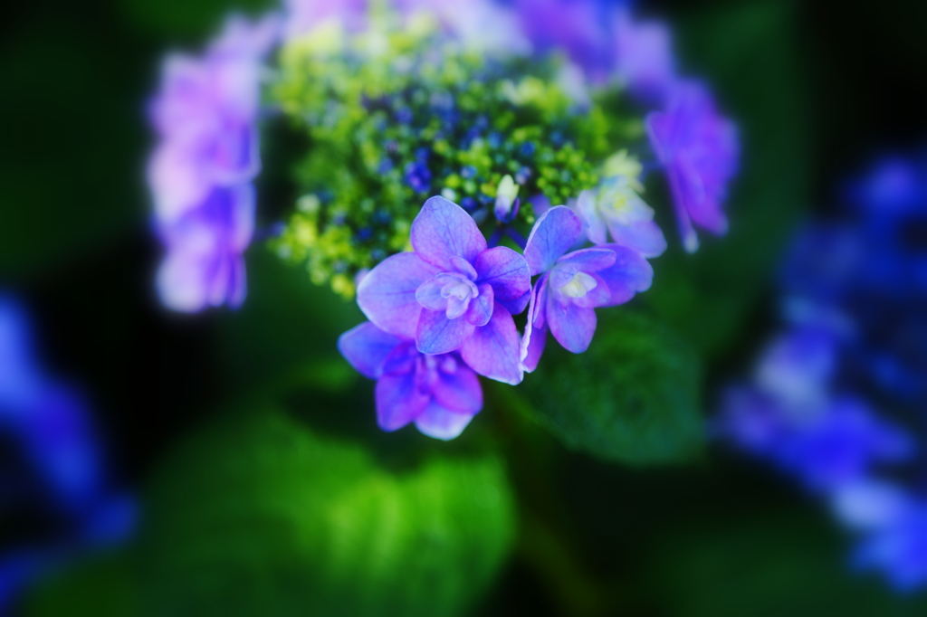 Hydrangea I