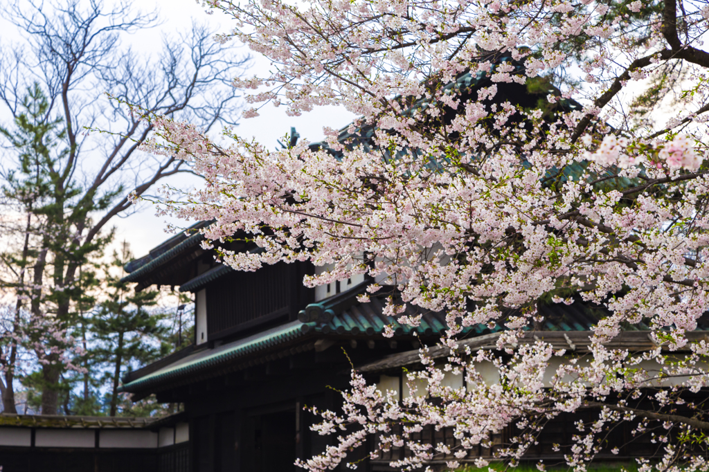 弘前公園・追手門の桜