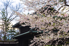 弘前公園・追手門の桜 弘前公園・追手門の桜