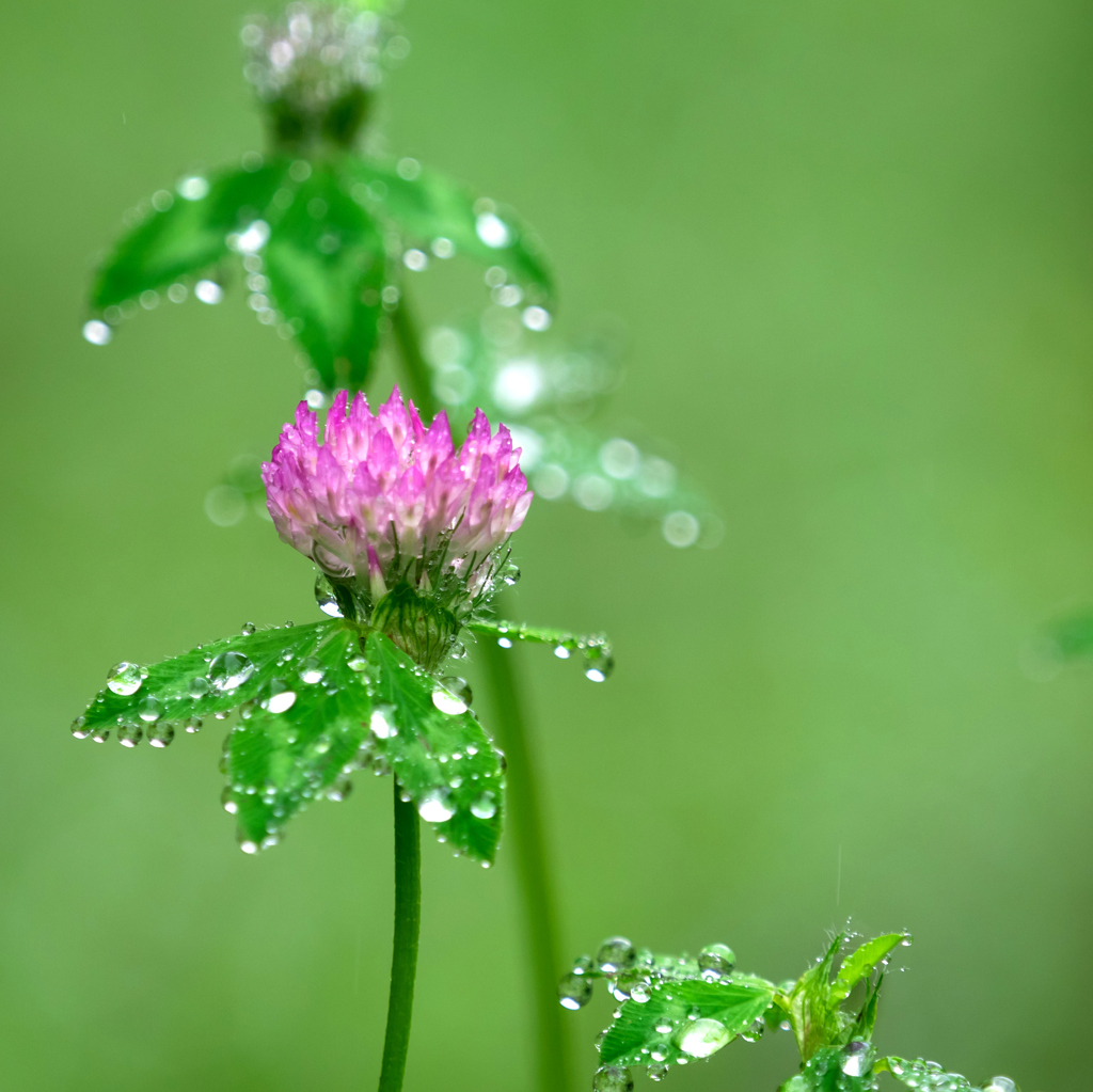 雨の休日 IX