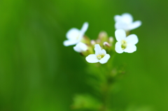 愛宕の春 番外編 III