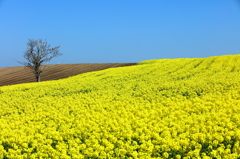 菜の花・孤独な樹