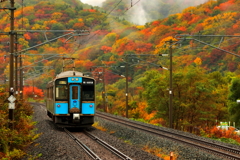 モーリー君も紅葉狩り