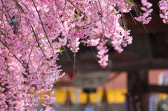 盛岡の桜 X