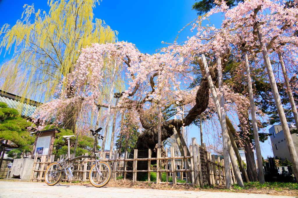 西光寺の枝垂れ桜 02