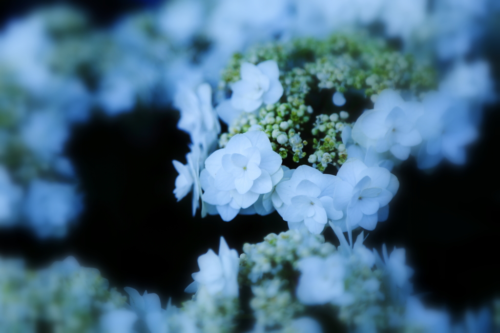 Hydrangea II