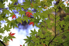 色づき始めの薬研渓流にて 色づき始めの薬研渓流にて