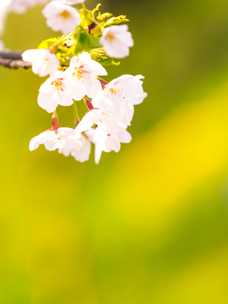 盛岡・朝桜 XVI