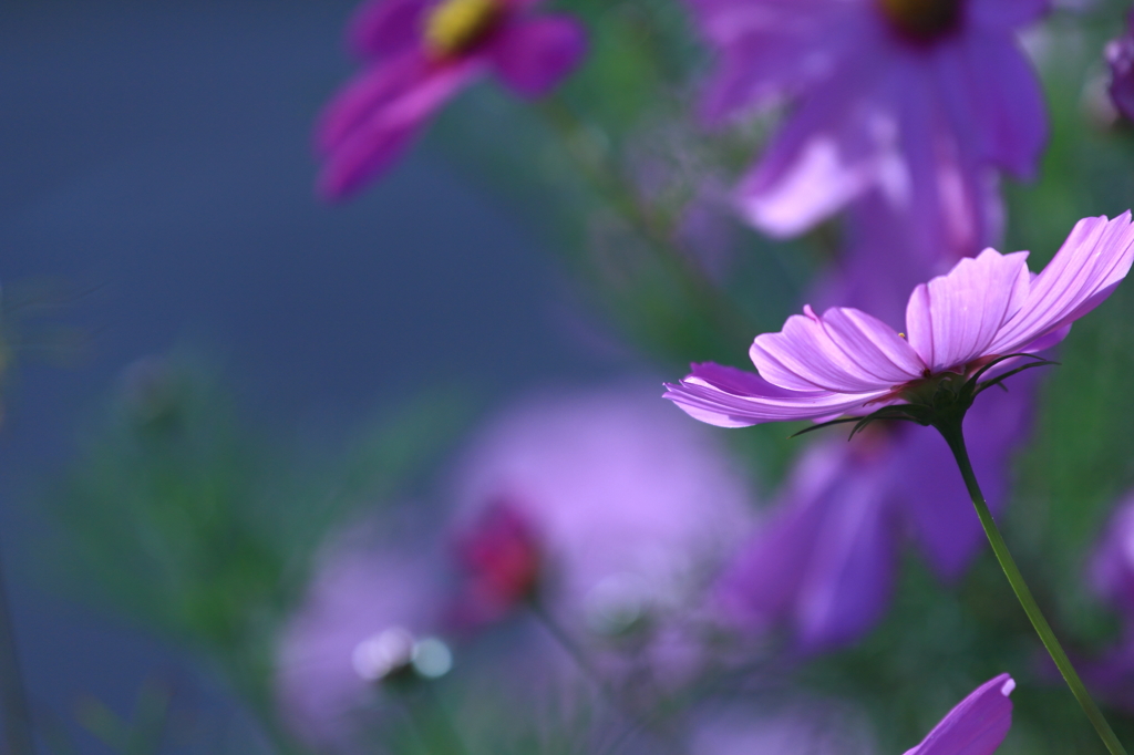 秋桜