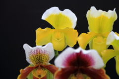 夜越山森林公園洋ランまつり