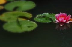 Lotus II