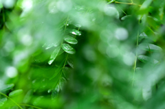 雨の休日 I