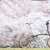 桜前線青森上陸 04