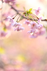 津鉄の春 VIII